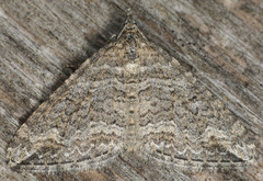 Perizoma custodiata