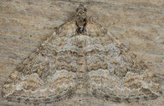 Perizoma custodiata