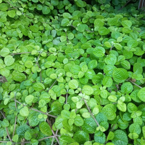 Image of Creeping Charlie (Pilea nummulariifolia) by (c) Patrícia Mees, some rights reserved (CC BY)