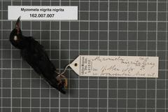 Papuan Black Myzomela photo 2