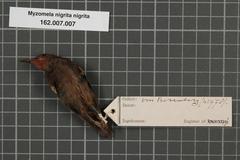 Papuan Black Myzomela photo 3