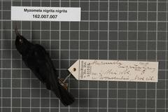 Papuan Black Myzomela photo 5