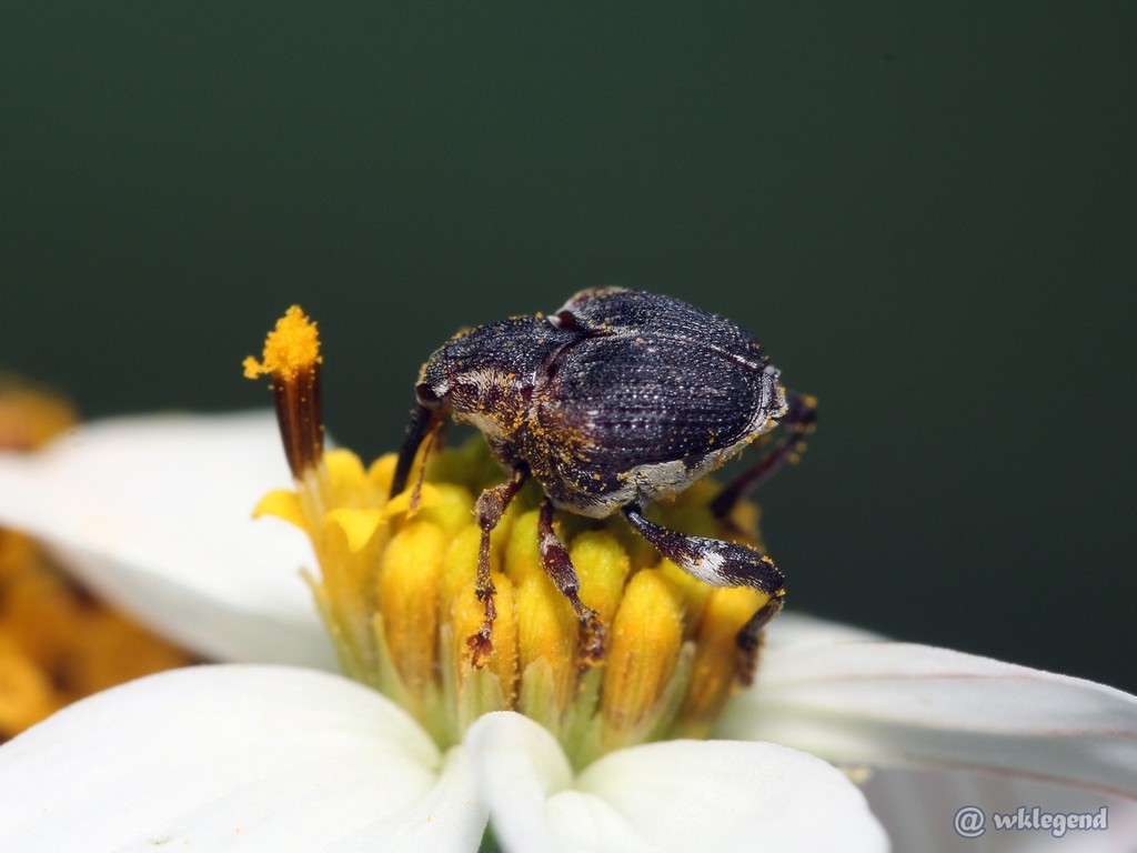 Mecysmoderini