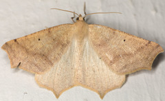 Prochoerodes truxaliata