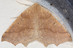 Prochoerodes truxaliata