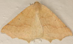 Prochoerodes truxaliata