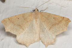 Prochoerodes truxaliata