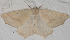 Prochoerodes truxaliata