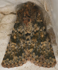 Pseudobryomima fallax