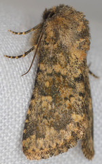 Pseudobryomima fallax