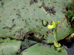 Utricularia aurea