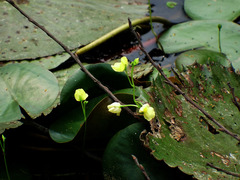 Utricularia aurea