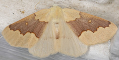 Sabulodes spoliata