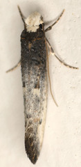 Tinea occidentella