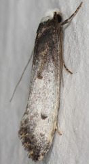 Tinea occidentella