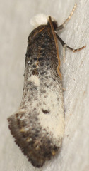 Tinea occidentella