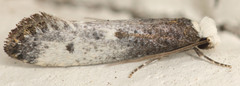 Tinea occidentella