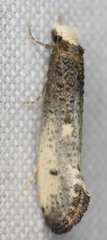 Tinea occidentella