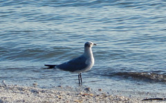 Leucophaeus atricilla