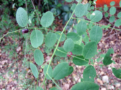 Phyllanthus reticulatus reticulatus
