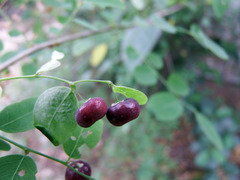 Phyllanthus reticulatus reticulatus