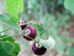 Phyllanthus reticulatus reticulatus