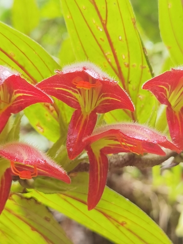 Columnea raymondii