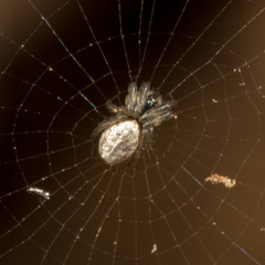 Cyclosa argenteoalba