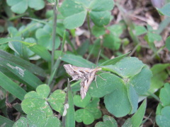 Diasemia accalis