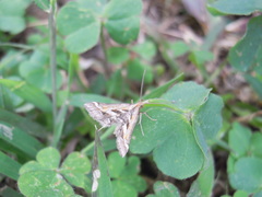 Diasemia accalis