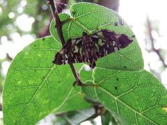 Chabula acamasalis