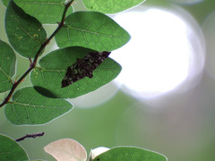 Chabula acamasalis