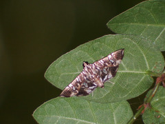 Chabula acamasalis