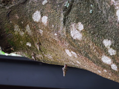 Striglocyrbasia meguae