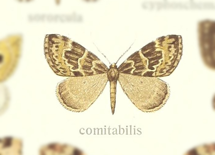 Heterothera comitabilis