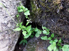 Lobelia cliffortiana