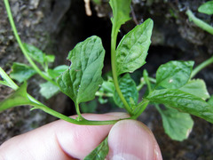 Lobelia cliffortiana