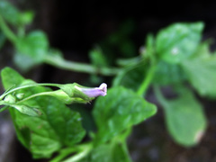 Lobelia cliffortiana