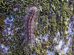 Creatonotos transiens vacillans