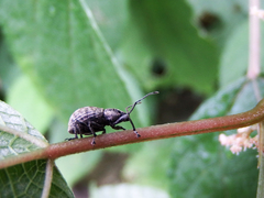 Konomycterus variabilis