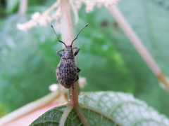 Konomycterus variabilis