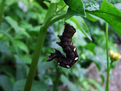 Thysanoplusia reticulata