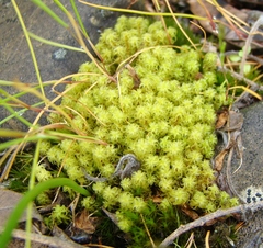 Holomitrium perichaetiale