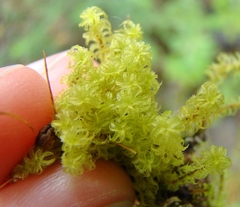 Holomitrium perichaetiale