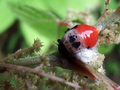 Okiscarta uchidae
