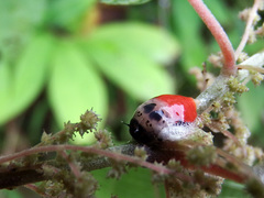 Okiscarta uchidae