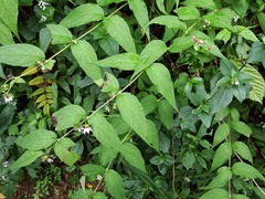 Cyclocodon lancifolius
