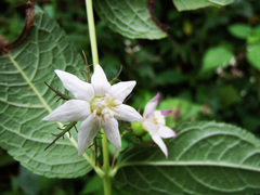 Cyclocodon lancifolius