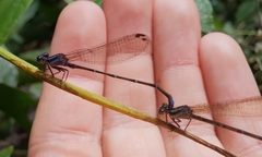 Argia pulla