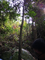 Garcinia oblongifolia